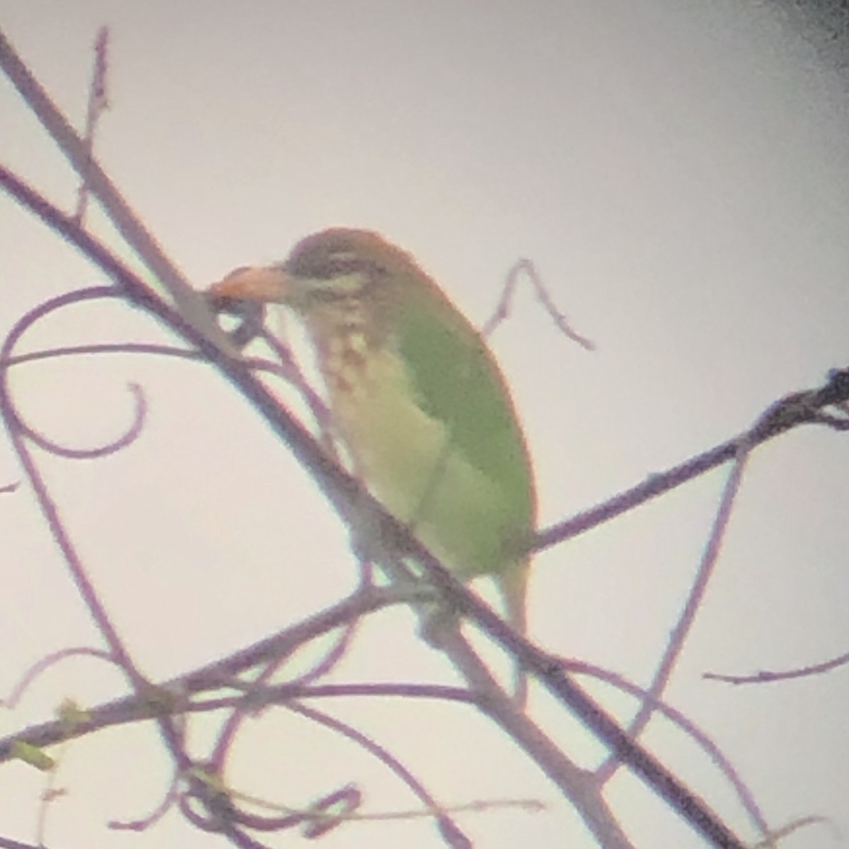 White-cheeked Barbet - ML183085101