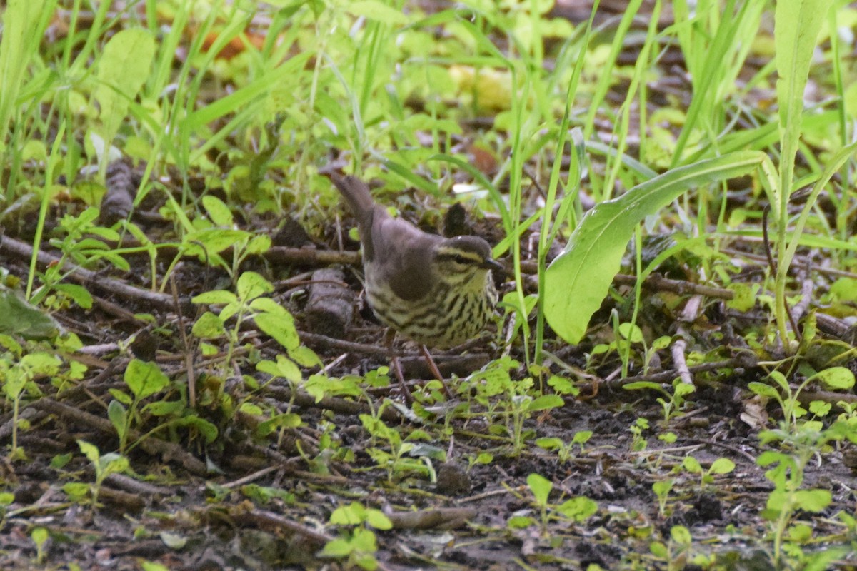 Louisiana Waterthrush - ML183088371