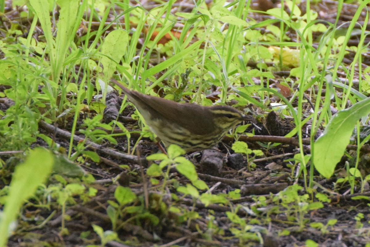 Louisiana Waterthrush - ML183088391