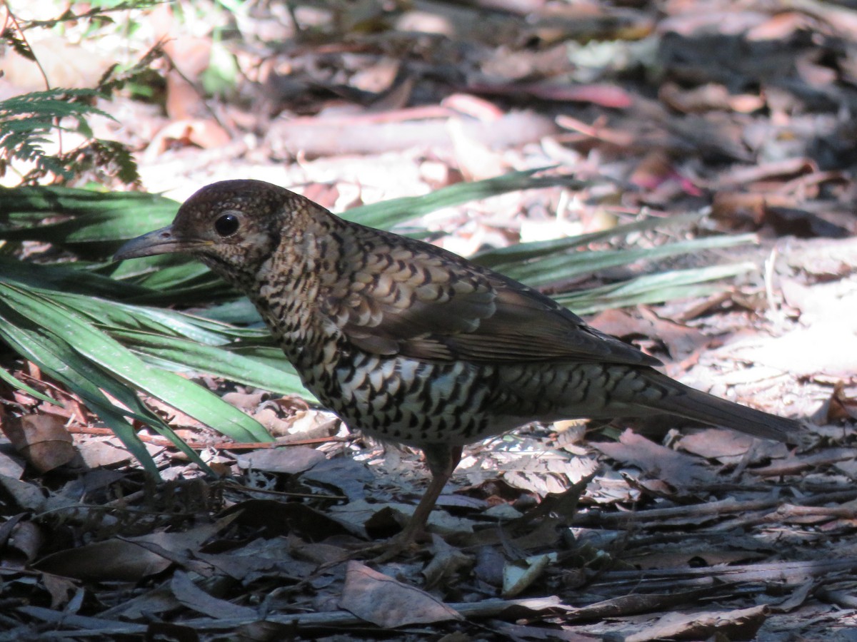 Bassian Thrush - ML183088551
