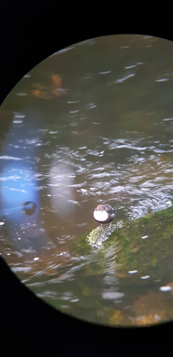 White-throated Dipper - Derek  O Driscoll