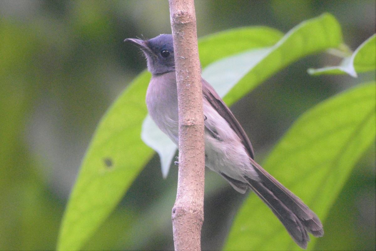 Black-naped Monarch - ML183092351