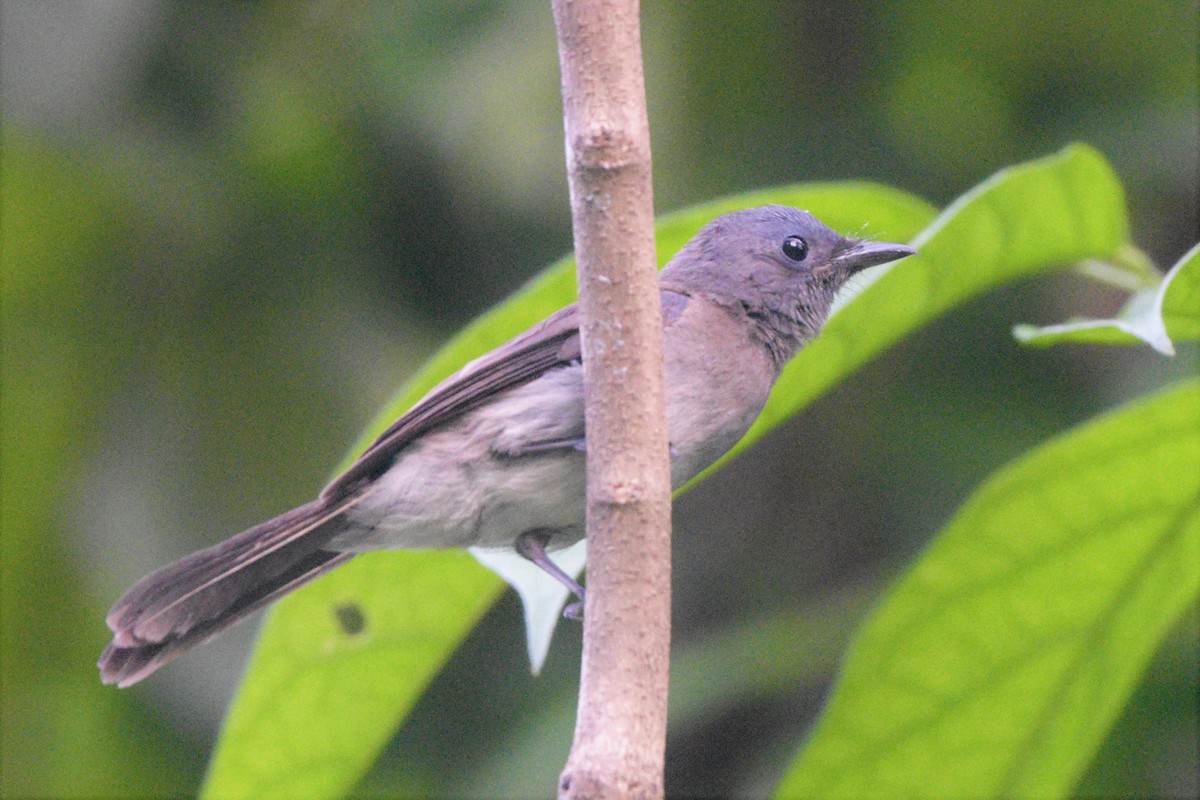 Black-naped Monarch - ML183092361
