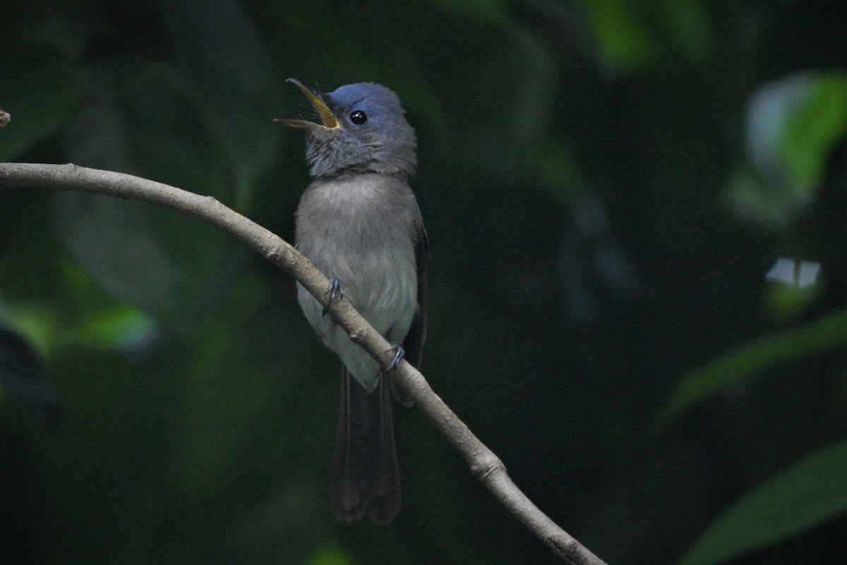 Black-naped Monarch - ML183092371