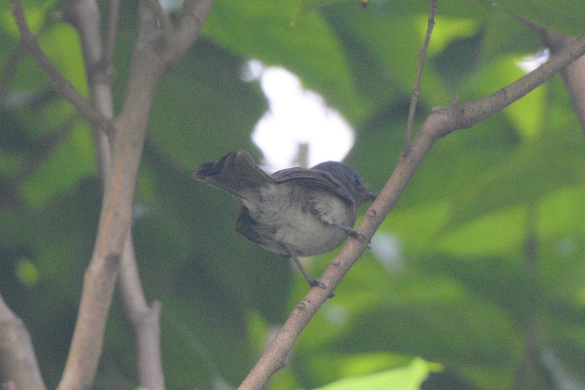 Black-naped Monarch - ML183092381