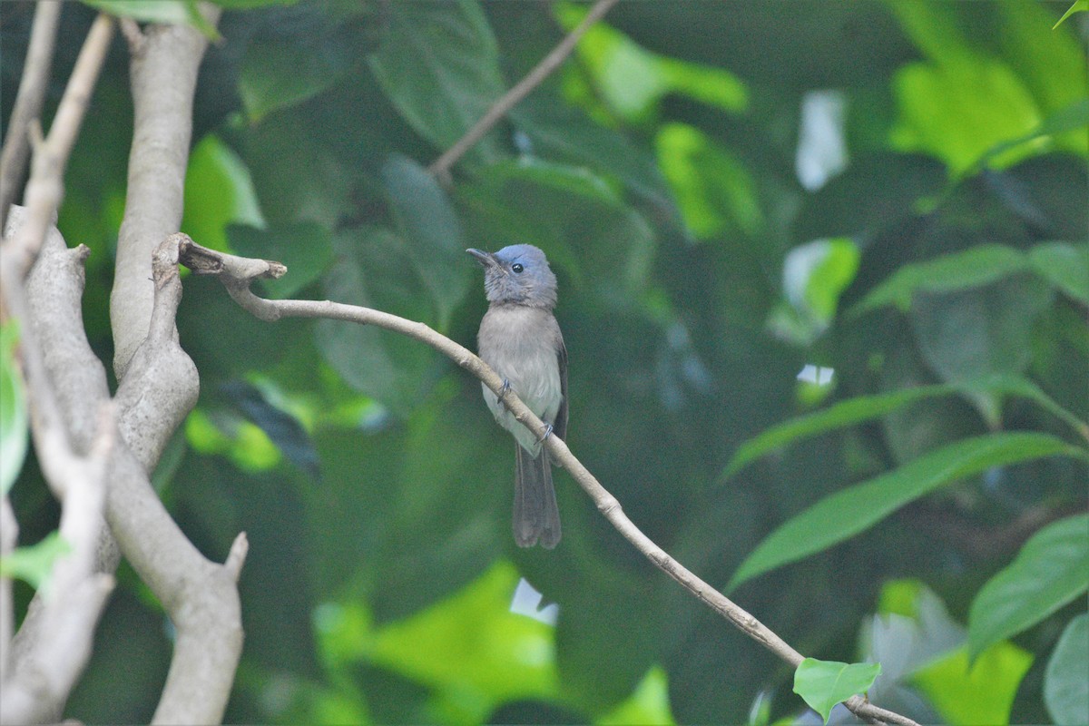 Black-naped Monarch - ML183092401