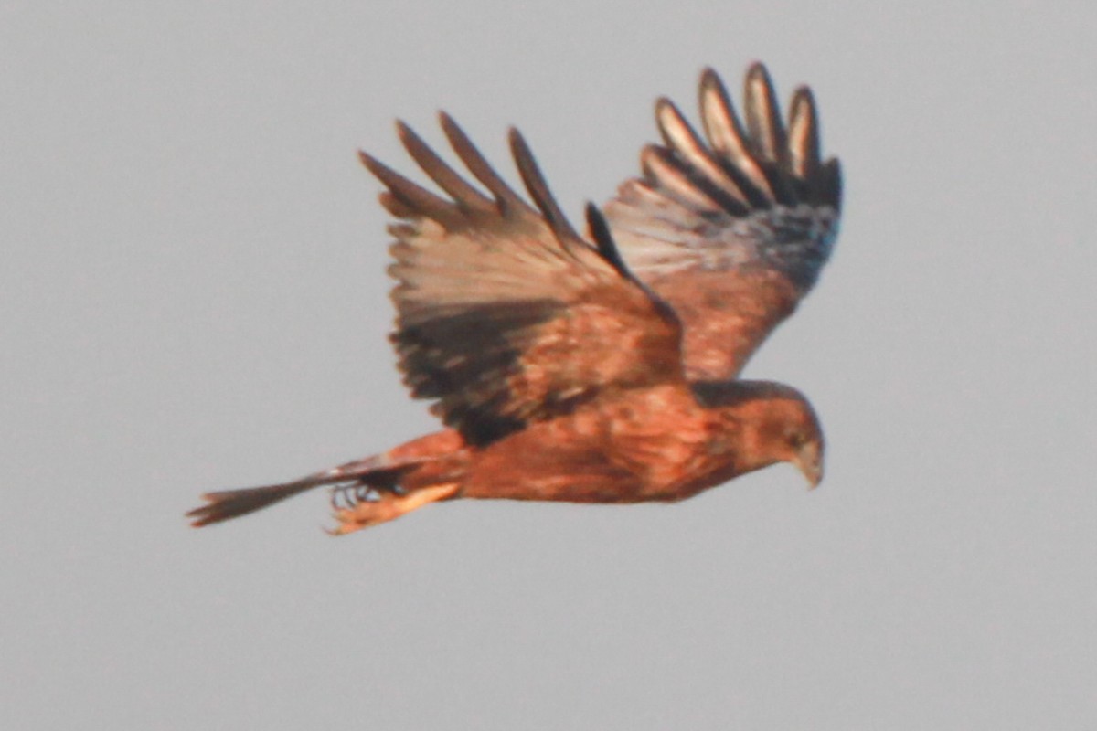 Western Marsh Harrier - ML183092651