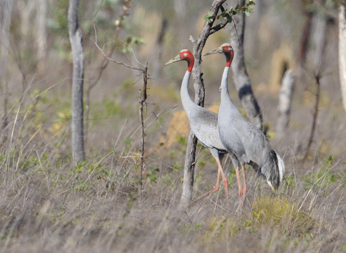 Sarus Crane - ML183093151