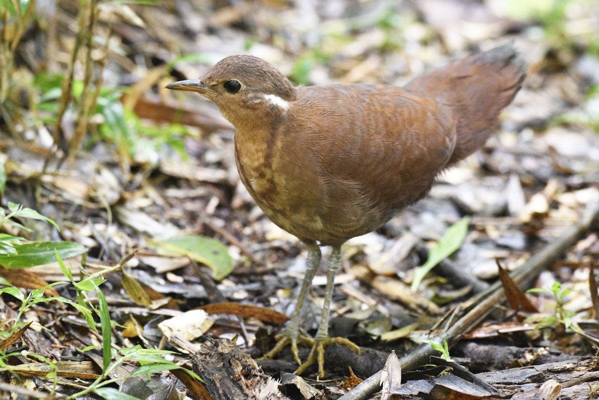 Brown Mesite - Chris Courtaux
