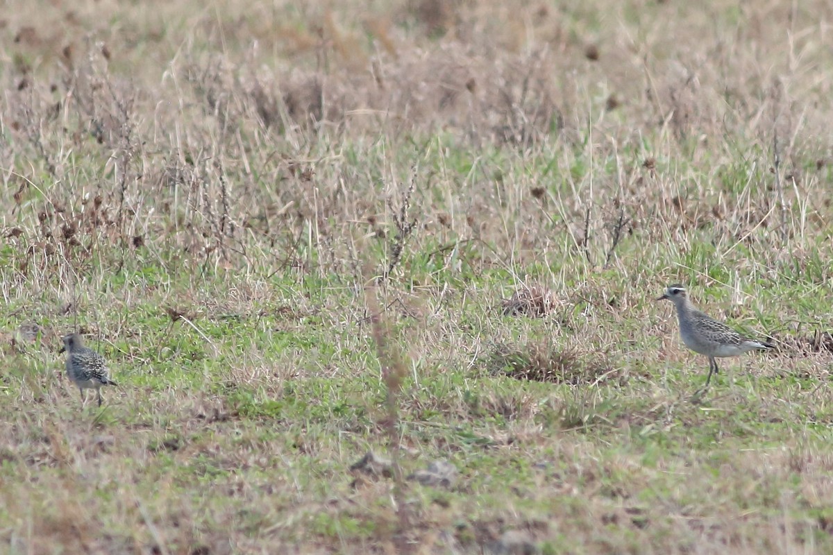 American Golden-Plover - Alexandre Hespanhol Leitão