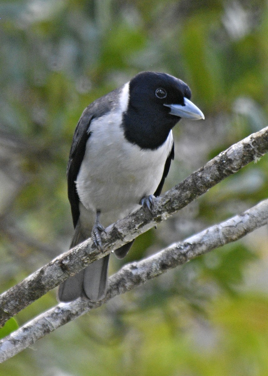 Pollen's Vanga - Chris Courtaux