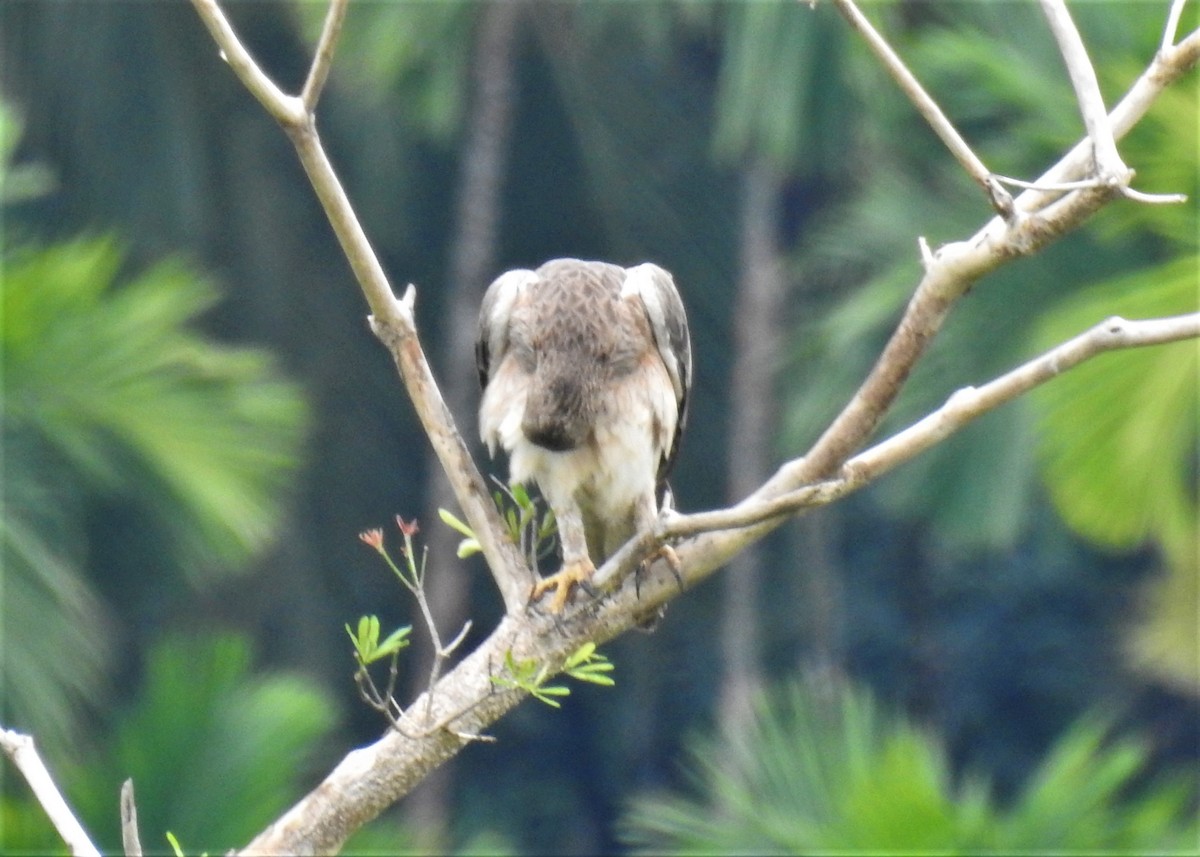 Bonelli's Eagle - ML183094391