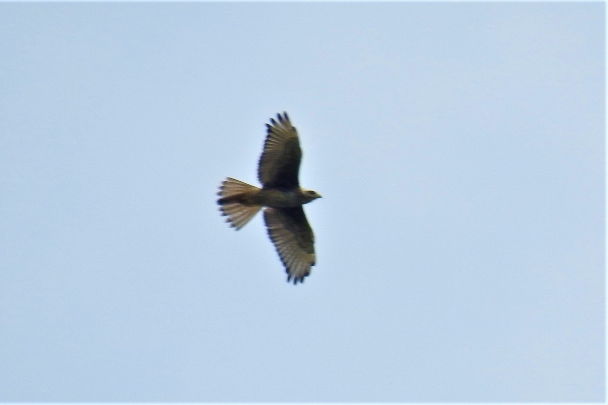 White-eyed Buzzard - ML183094411