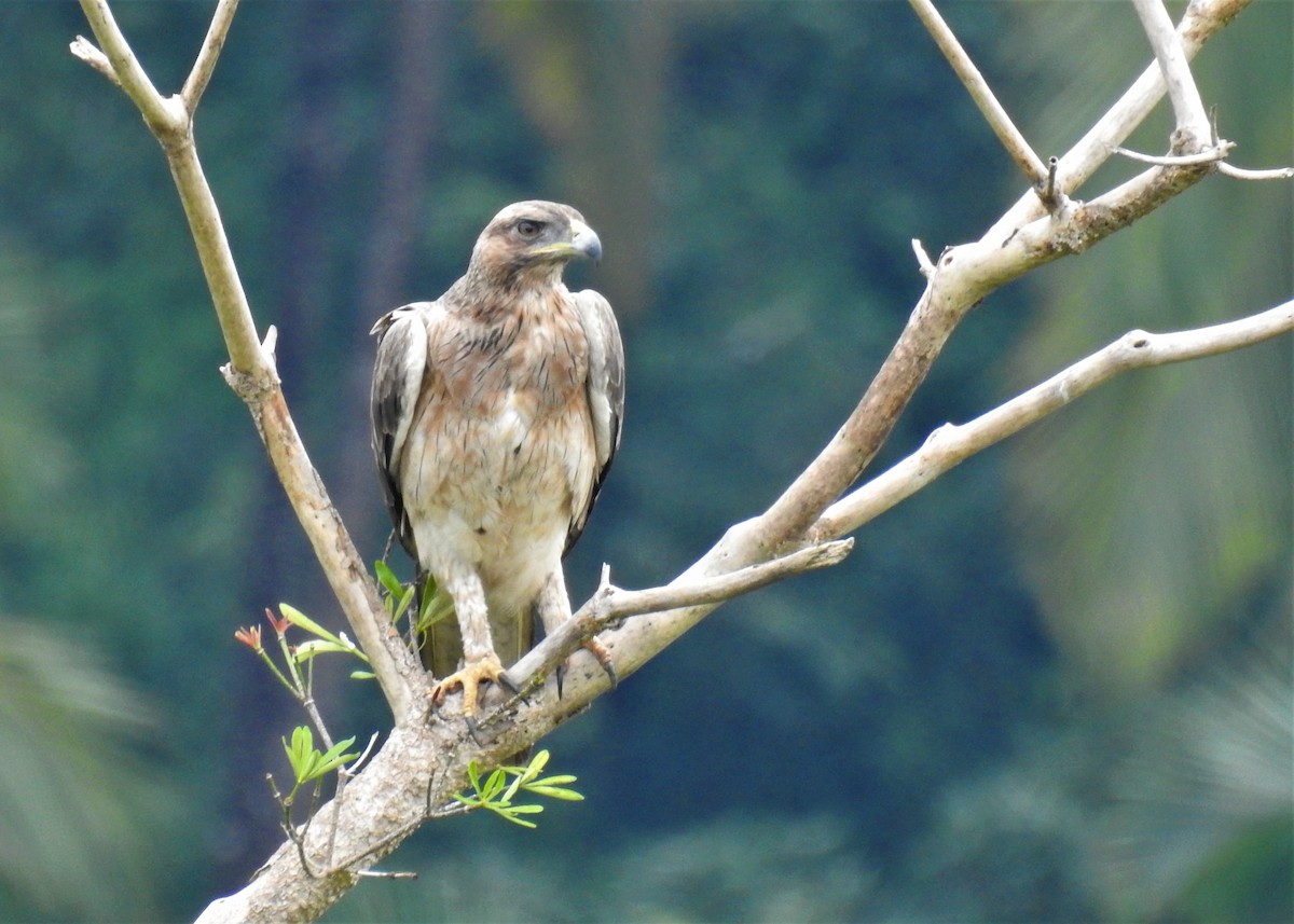 Bonelli's Eagle - ML183094421