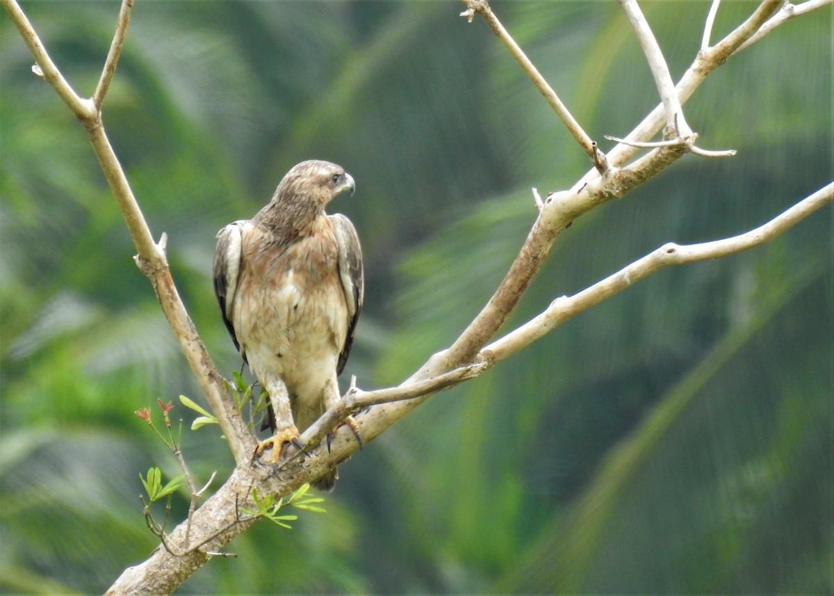 Bonelli's Eagle - ML183094431