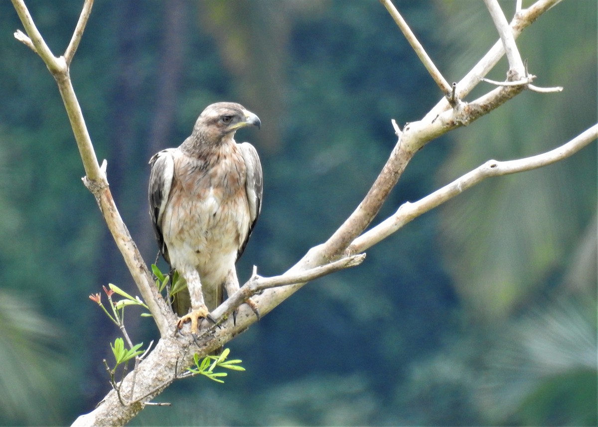 Bonelli's Eagle - ML183094441