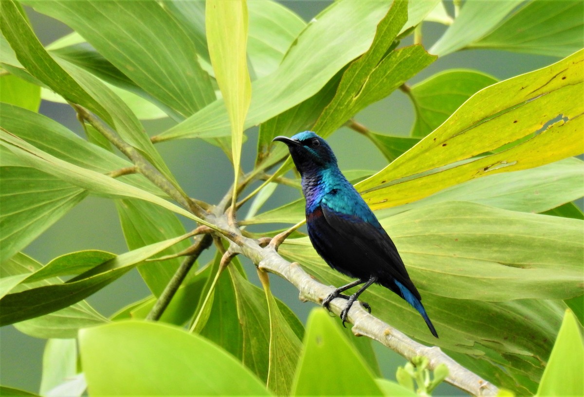 Purple Sunbird - ML183094451