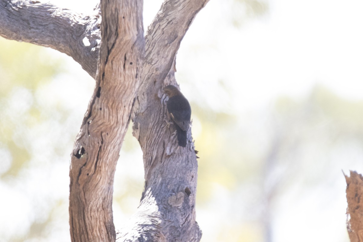 Black-tailed Treecreeper - ML183094581