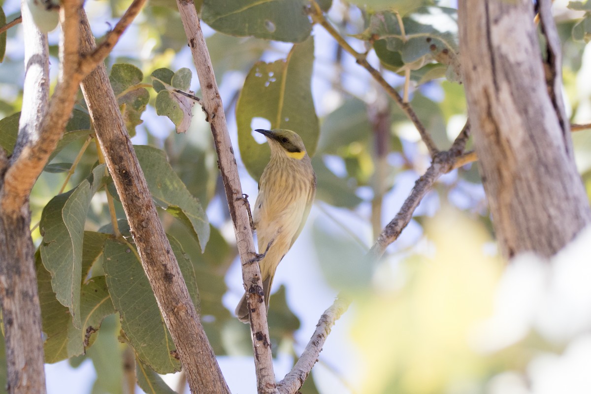 Gray-fronted Honeyeater - ML183094661