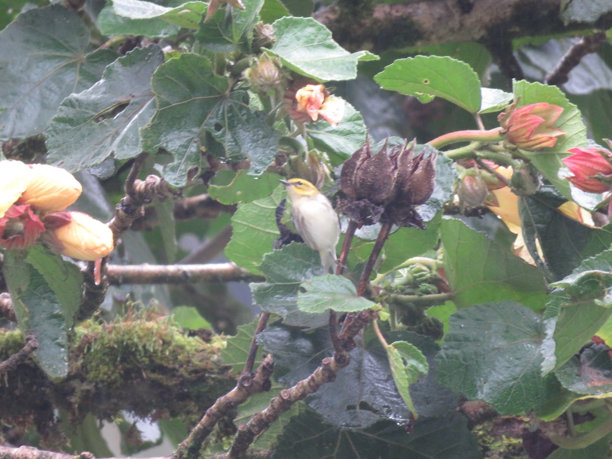 Black-throated Green Warbler - ML183095801