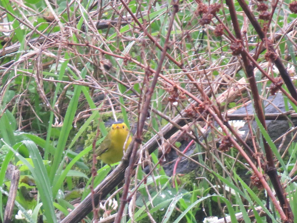 Wilson's Warbler - katiuska Sicilia