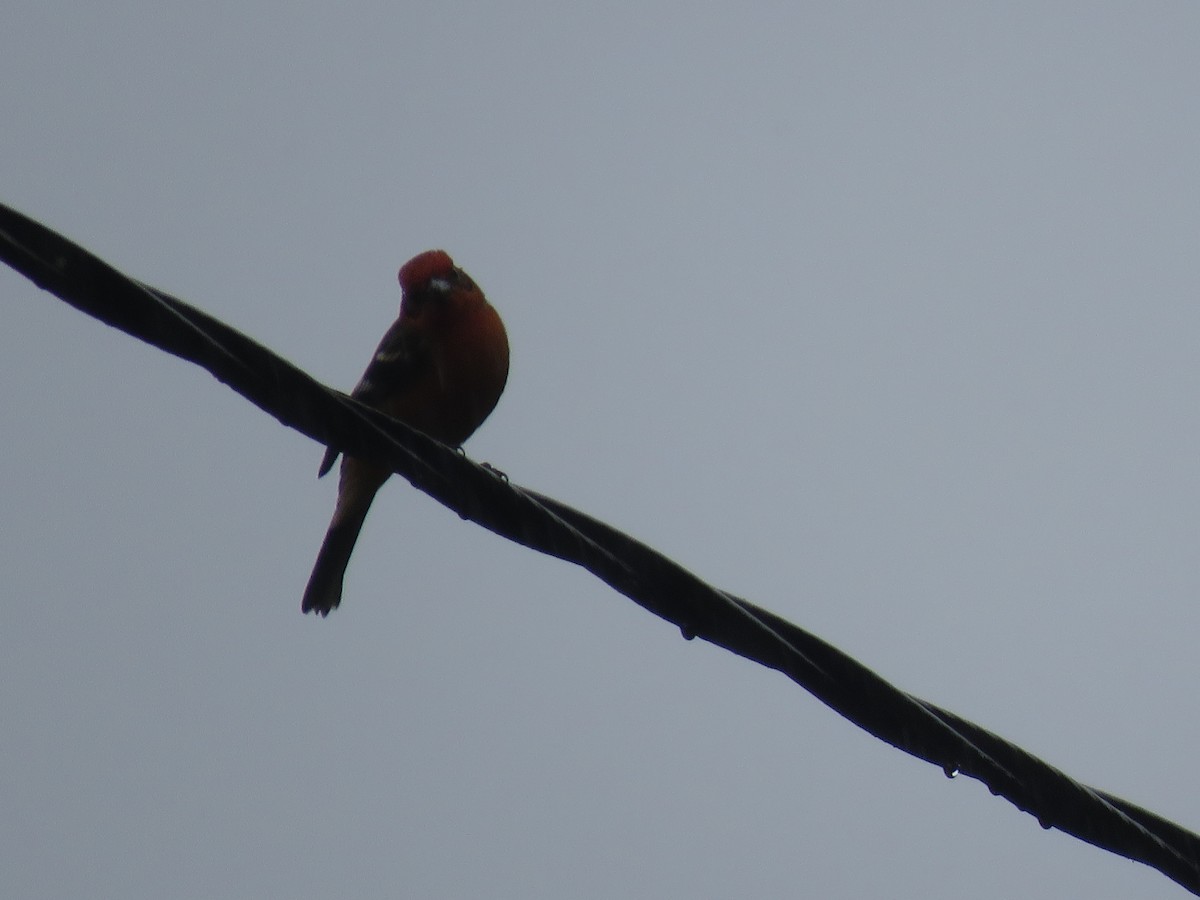 Flame-colored Tanager - ML183095871