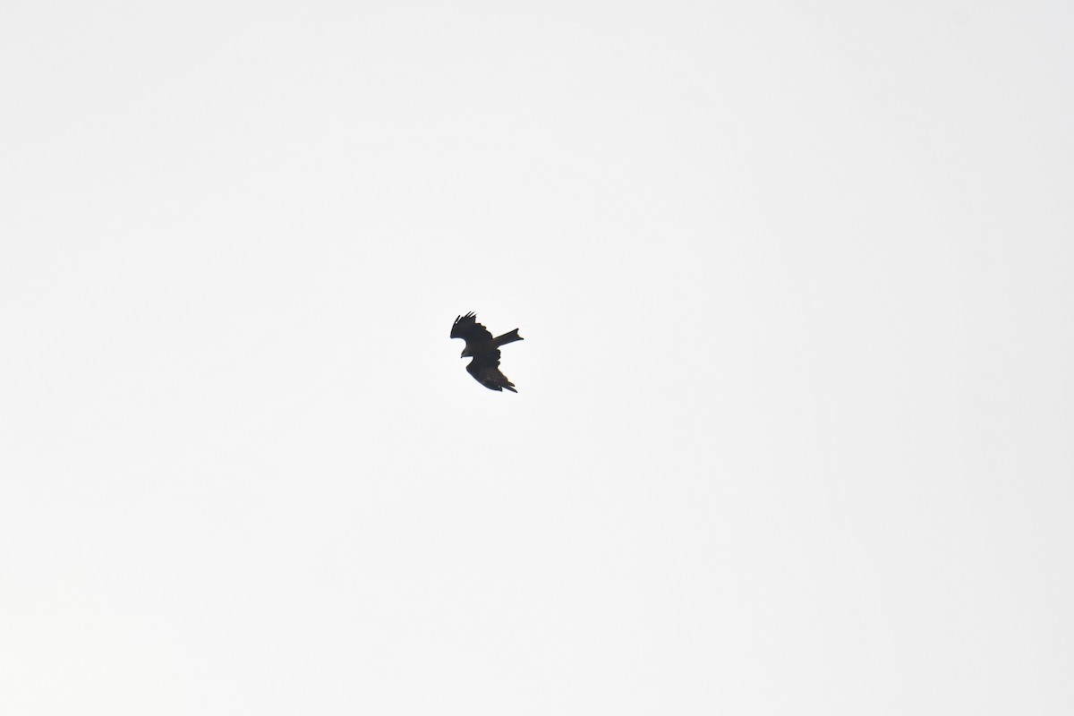 Black Kite - Ian Hearn