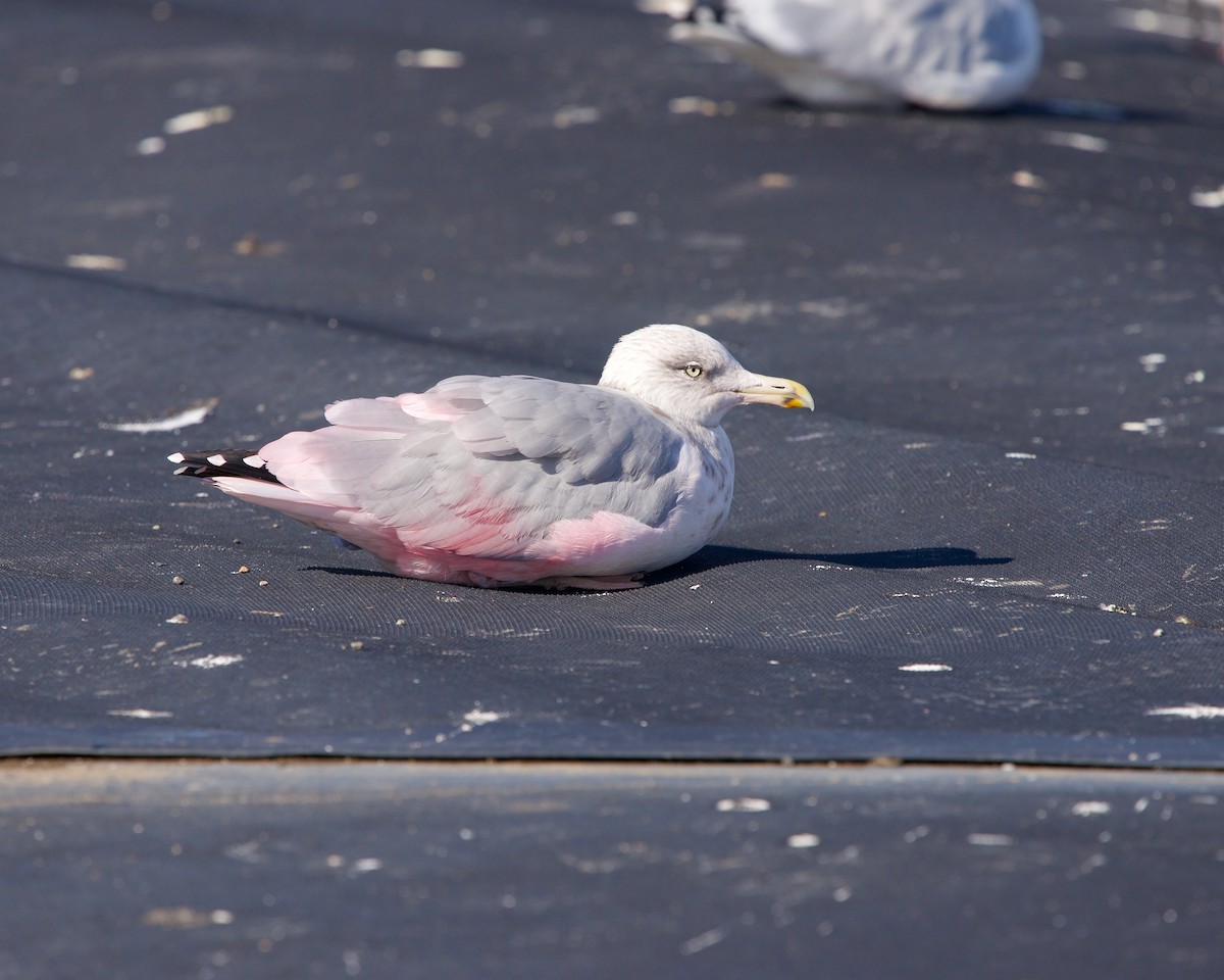 American Herring Gull - Jon Cefus
