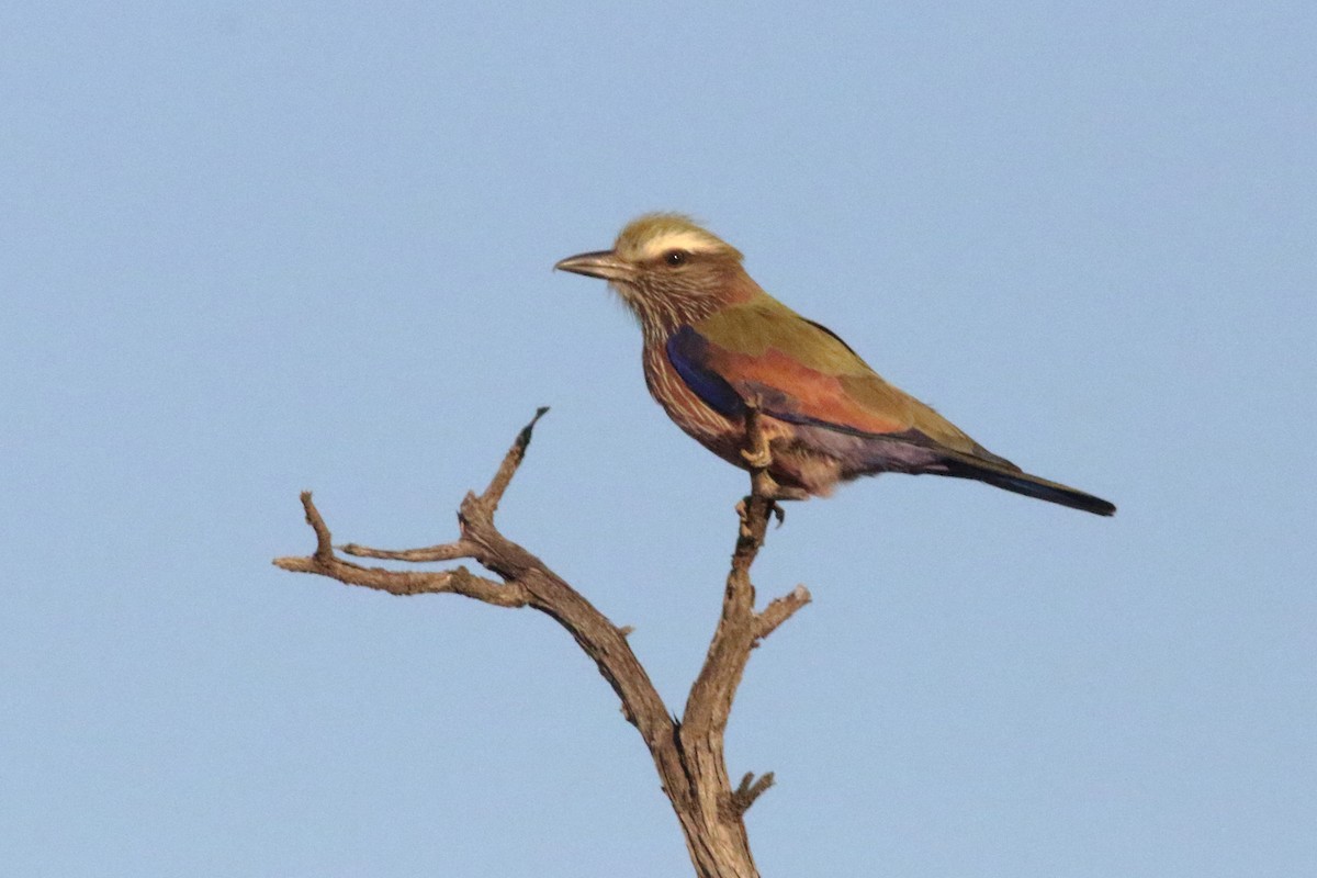 Rufous-crowned Roller - Vicente Alvarado