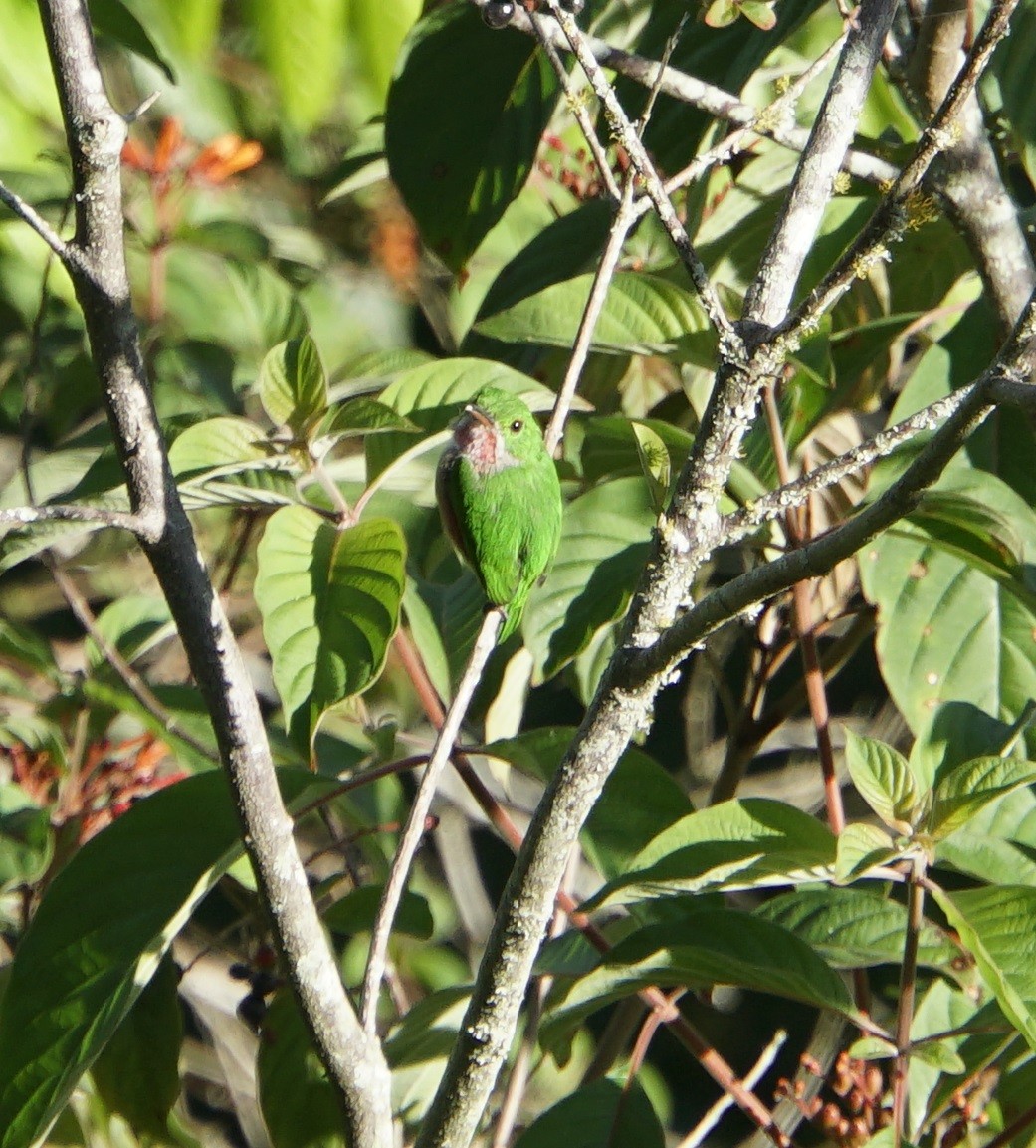 Broad-billed Tody - Lisa Johnson