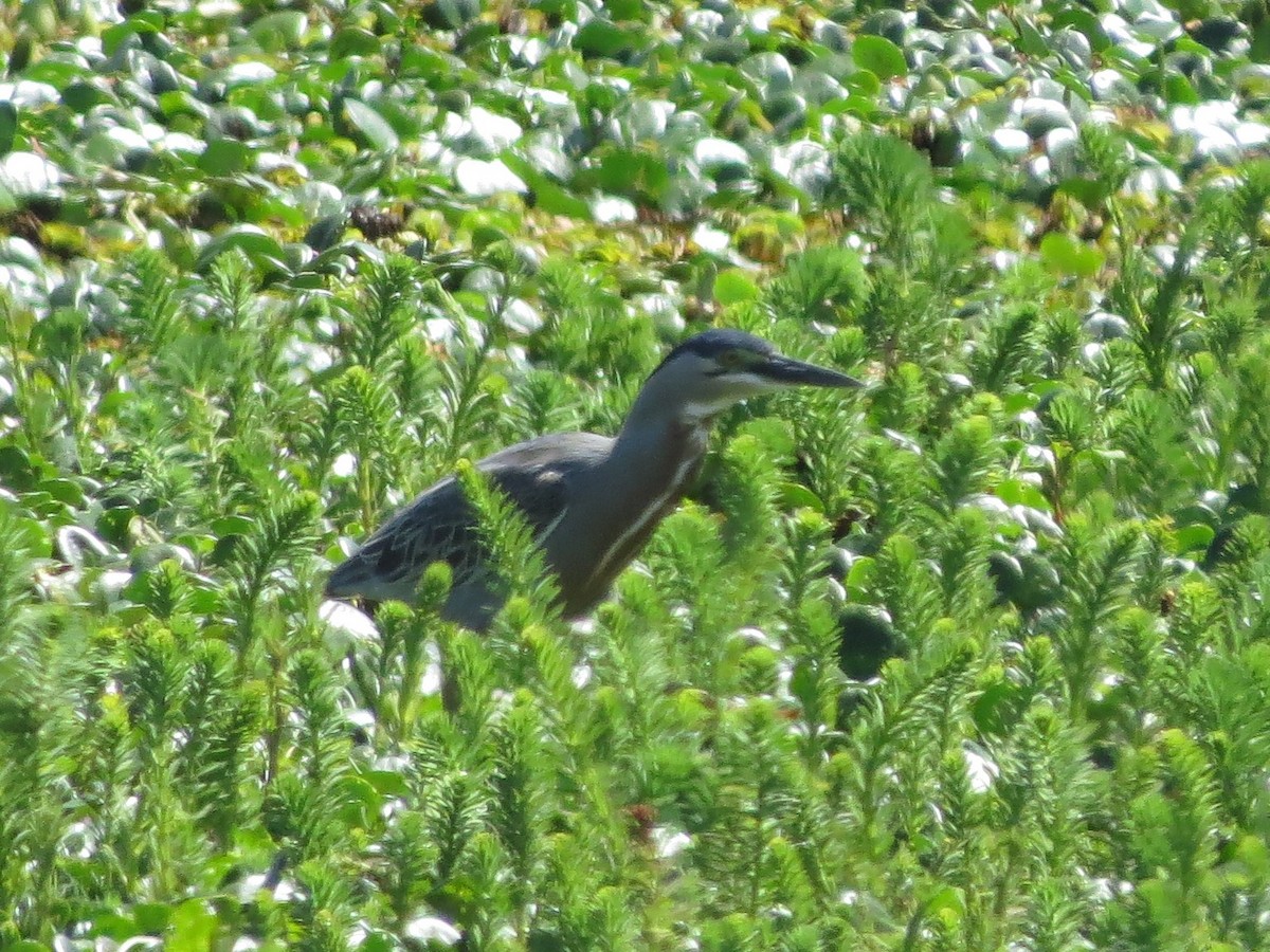 volavka proměnlivá (ssp. striata) - ML183101161
