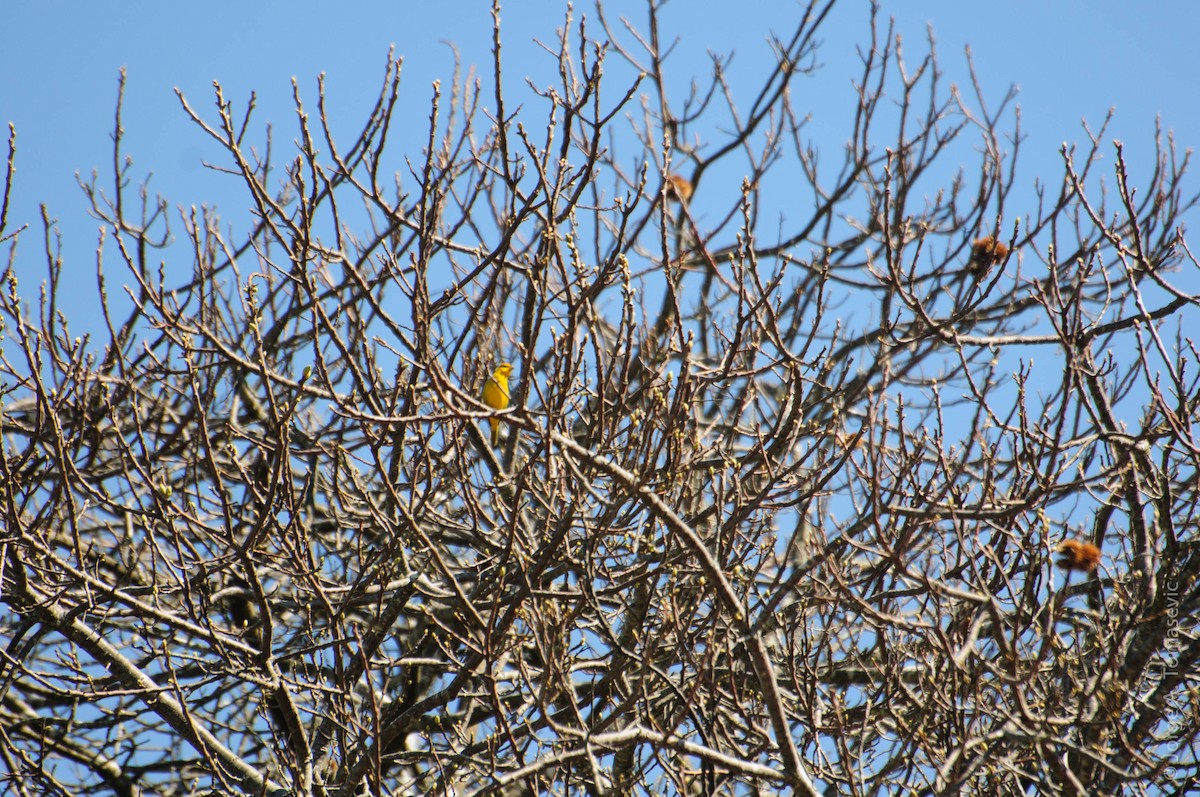 Saffron Finch - ML183101741