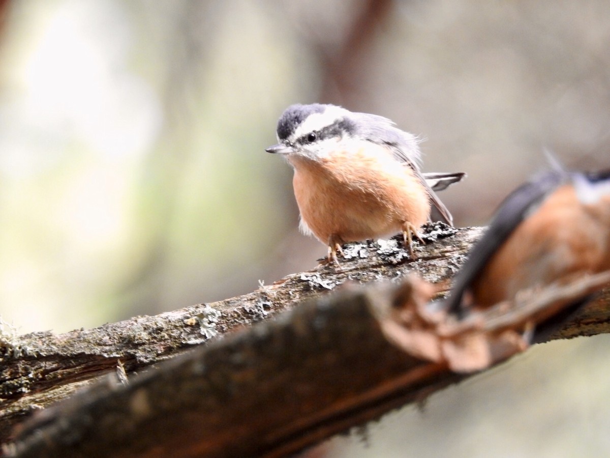 Red-breasted Nuthatch - ML183103581