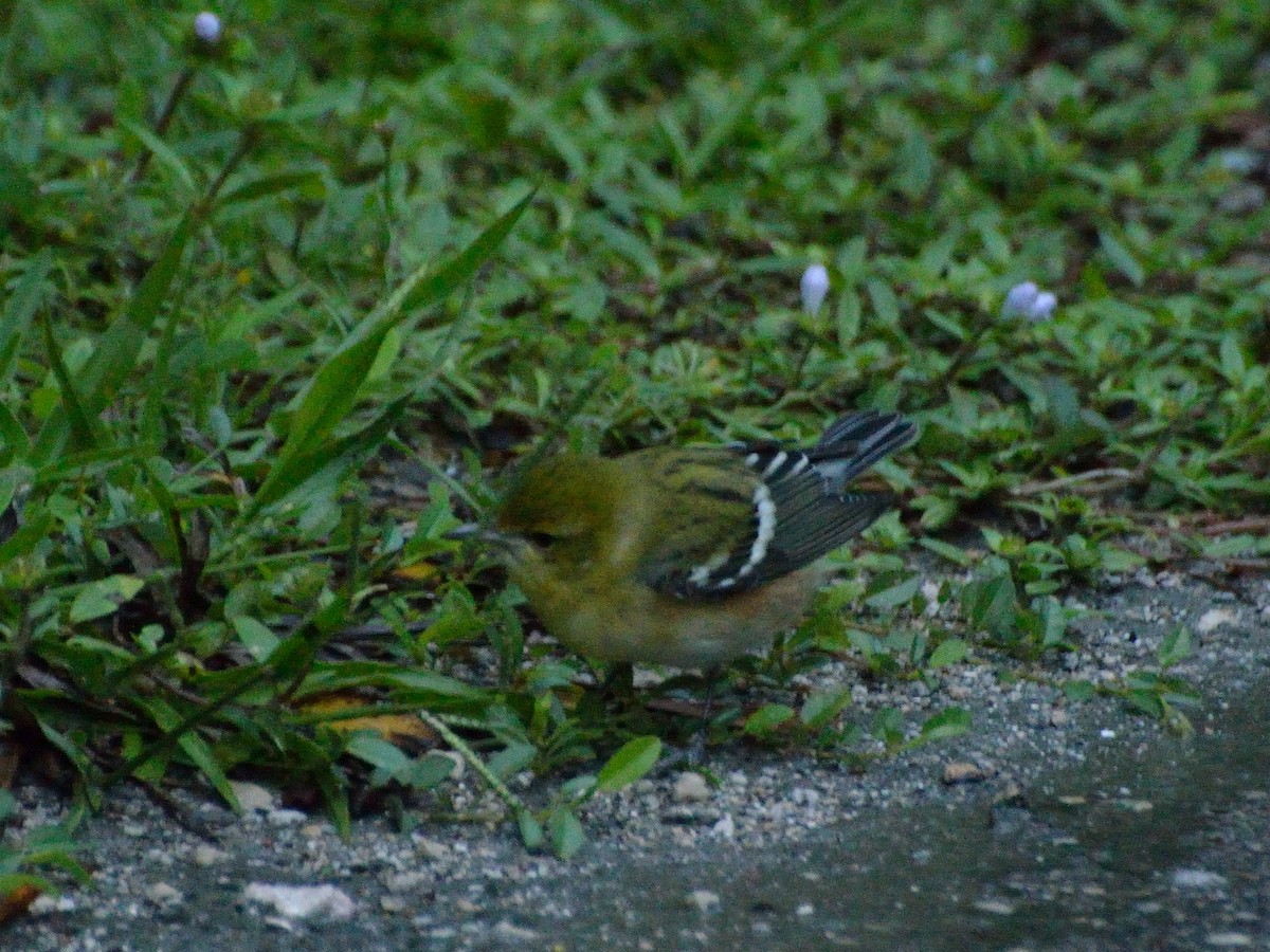 Braunkehl-Waldsänger - ML183104001