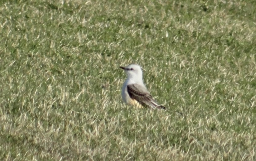 Scissor-tailed Flycatcher - ML183104071