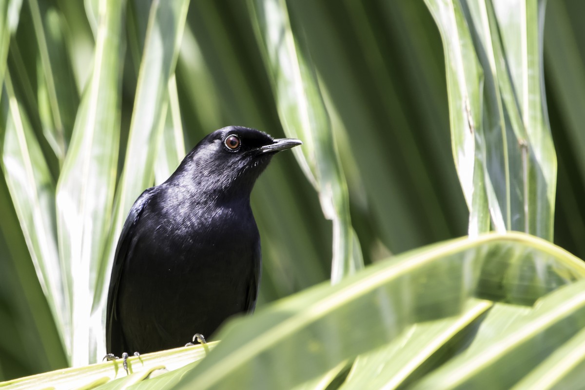 Black Catbird - ML183104101