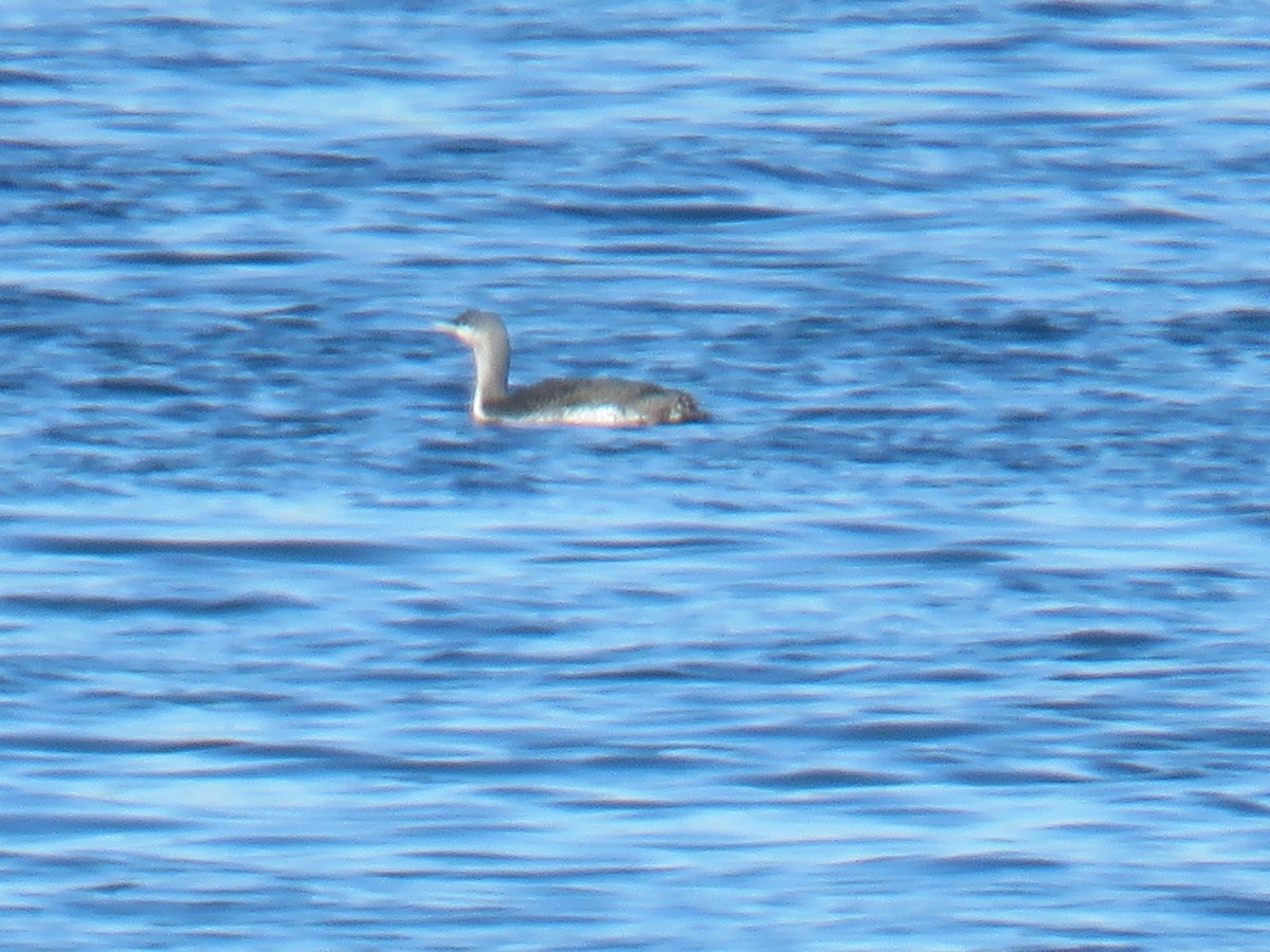 Red-throated Loon - Sylvie Huet