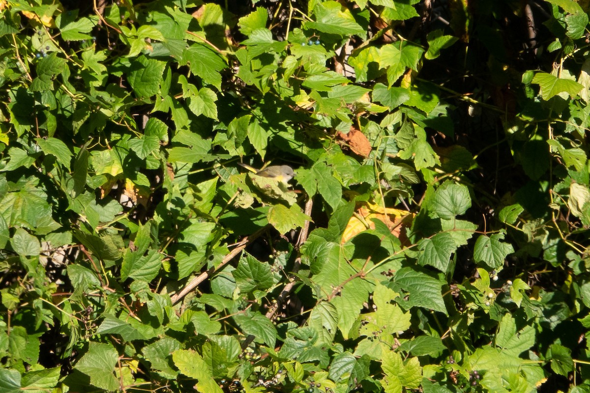 American Redstart - ML183105411