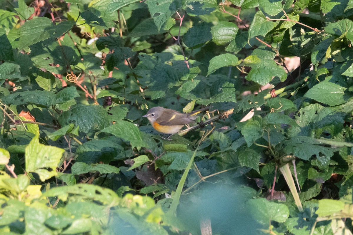 American Redstart - ML183105421