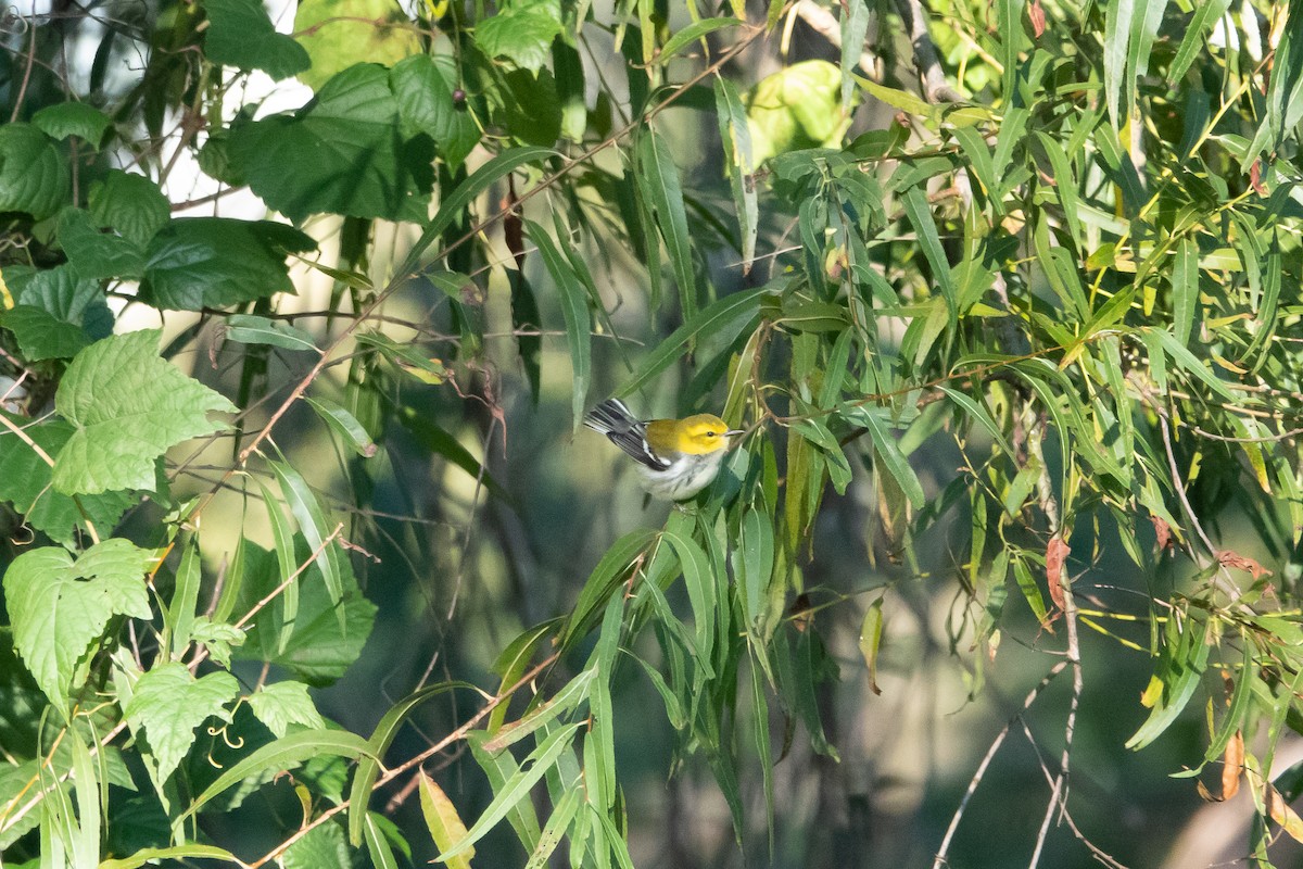 Black-throated Green Warbler - ML183105531