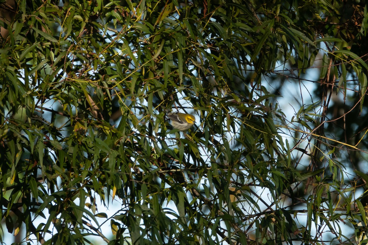Black-throated Green Warbler - ML183105541