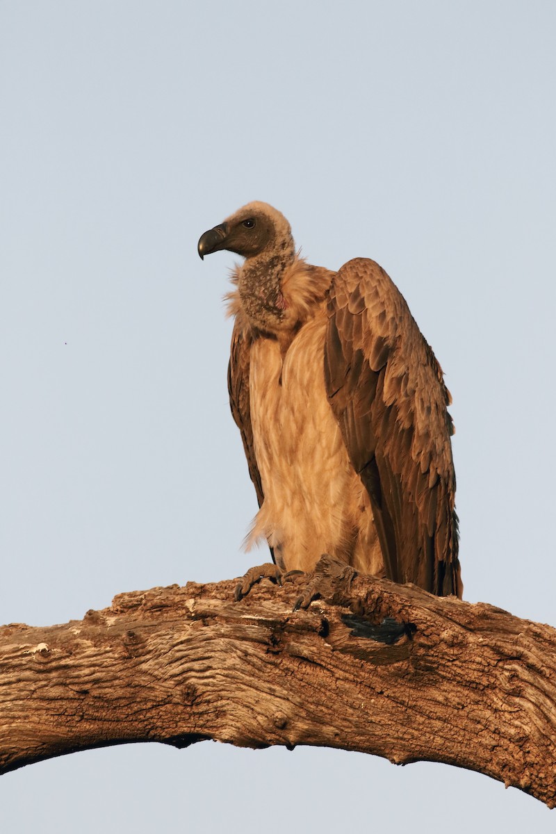 White-backed Vulture - Vicente Alvarado