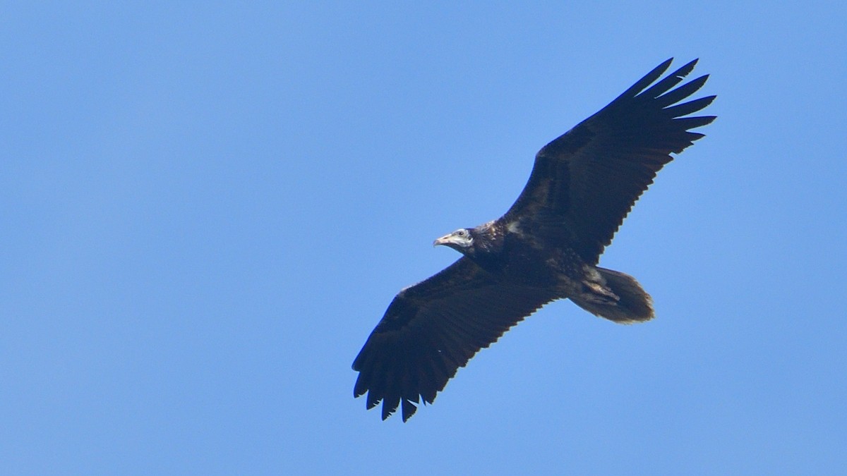 Egyptian Vulture - ML183106891