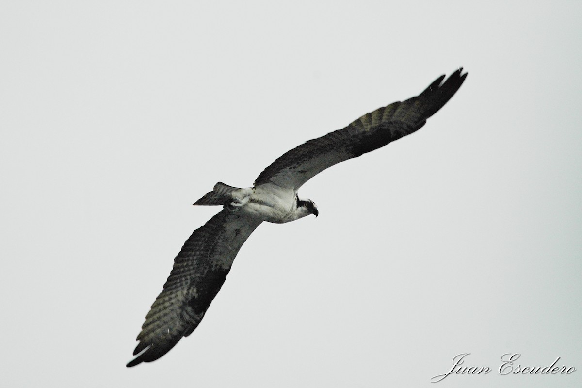 Águila Pescadora - ML183108061