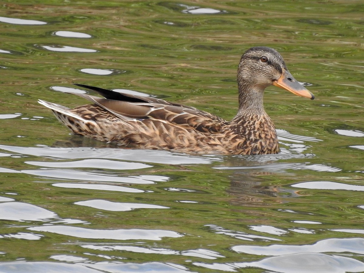 Mallard - Anonymous