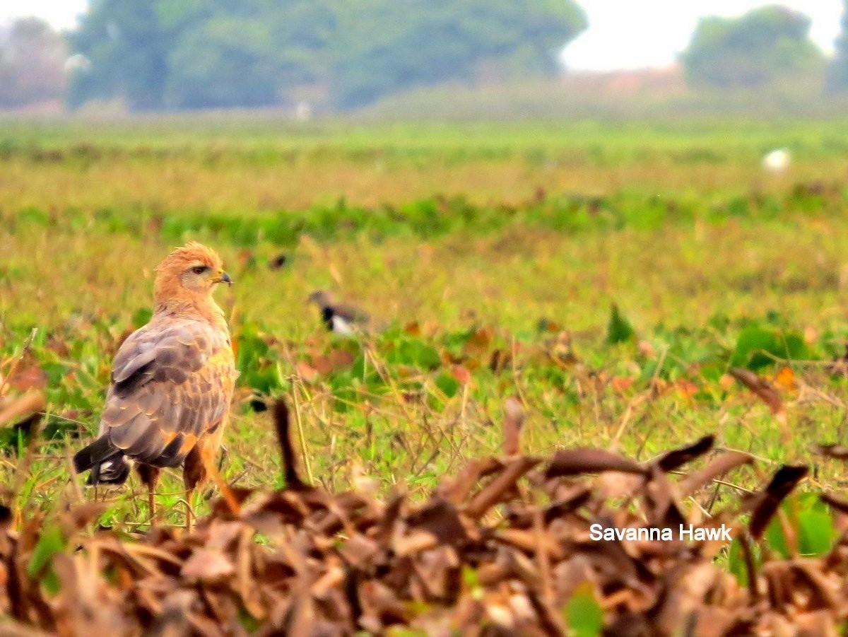 Savanna Hawk - ML183108511