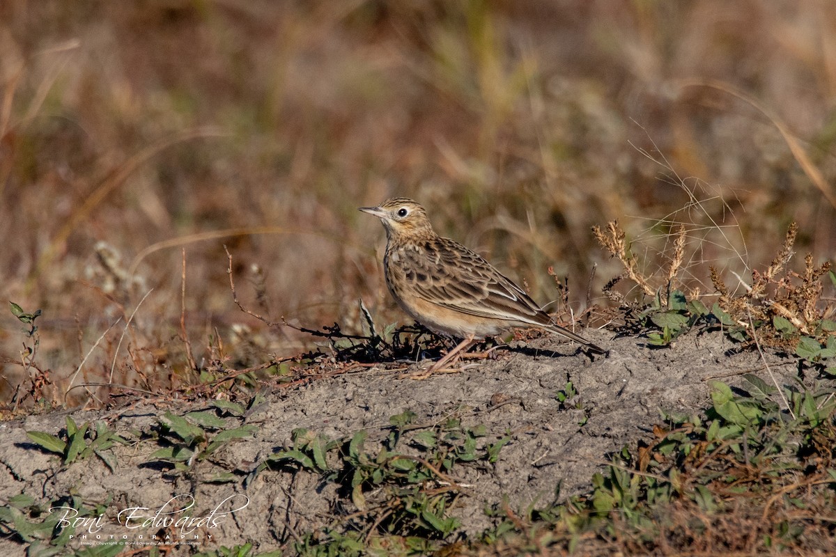Sprague's Pipit - Boni Edwards