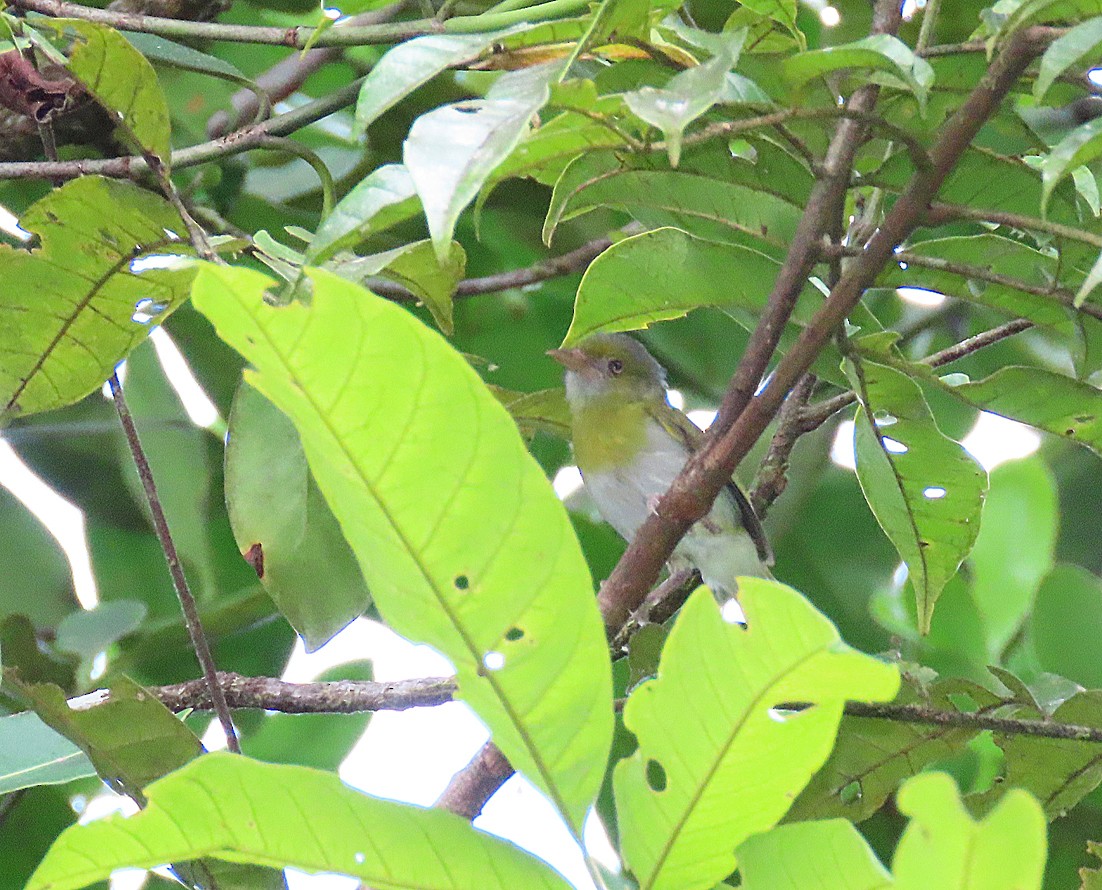 Rio-de-Janeiro-Vireo - ML183109241