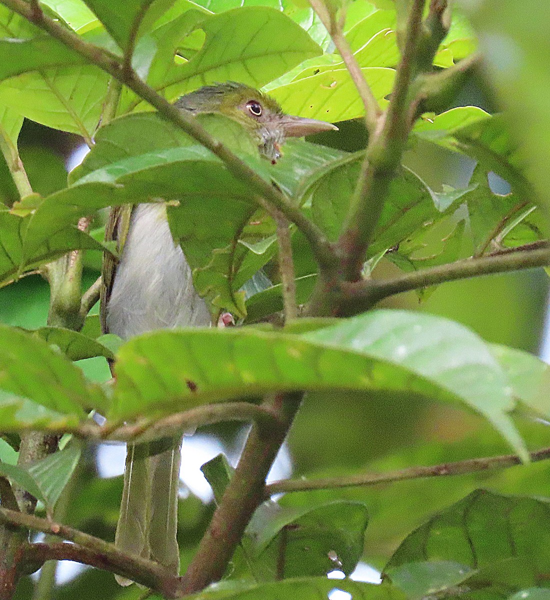 Rio-de-Janeiro-Vireo - ML183109271