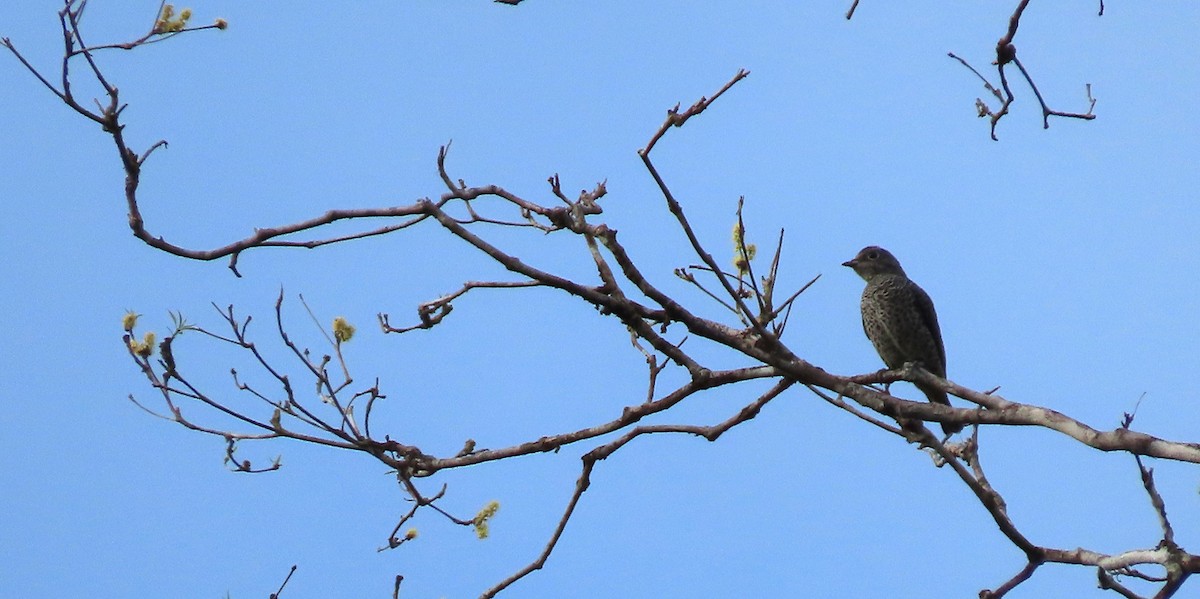 Cotinga de Cayenne - ML183109401